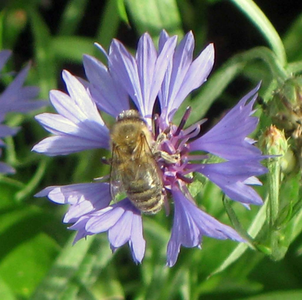 Für die leiben Bienchen ist auch mit Speise und sogar Trank gesorgt.